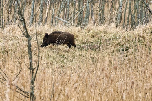 wild boar in the darss national park on the Zingst peninsula. free-ranging mammal foraging. animal recording during a hike