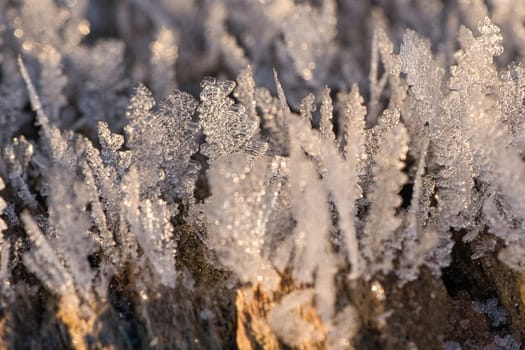 Ice crystals that have formed on a tree trunk and have grown in height. Winter shot from Brandenburg