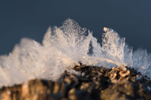 Ice crystals that have formed on a tree trunk and have grown in height. Winter shot from Brandenburg