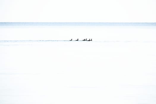 Ducks minimalist in the Formation in high key on the calm Baltic Sea. Wildlife photography by the sea in Germany