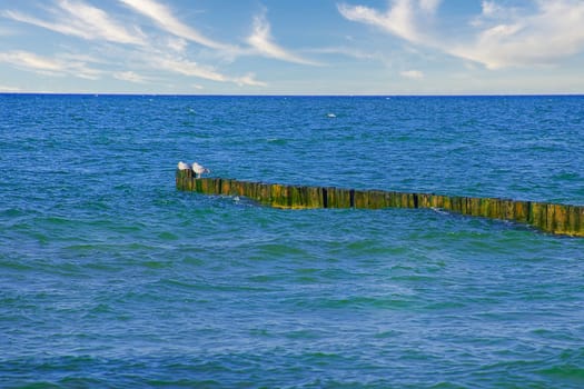 Groynes jutting into the Baltic Sea. Seagulls sit on the groynes. Landscape by the sea. Vacation resort in Germany