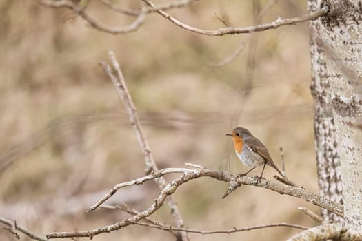 Robin on a branch in the National Park darß. Colorful plumage of the small songbird. Animal photo in nature