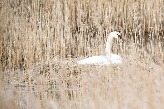 Mute swan breeding on a nest in the reeds on the Darrs near Zingst. Wild animals in the wild. Elegant birds
