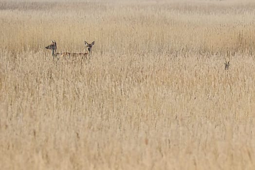 doe on the darss hidden in the reeds. Mammals at the Baltic Sea. Wildlife recording in Germany