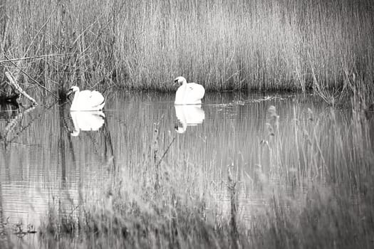 pair of swans, in black and white, in the nature park darss. mating time of birds. mute swans with white plumage. animal photo in nature