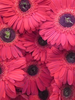 beautiful natural red flowers bouquet ornament gift