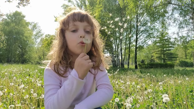 cute young girl draws air into her chest and blows off white fluffy dandelion seeds. A child with blond hair is dressed in a white blouse. Wildflowers in the meadow. Games in the summer forest