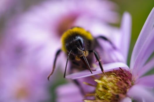 Bumblebee on a purple flower collecting nectar. On a meadow in the garden. Macro shot. Insects photo