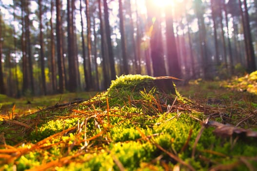 Tree stump overgrown with moss in an autumn forest. Landscape photo from nature in Brandenburg