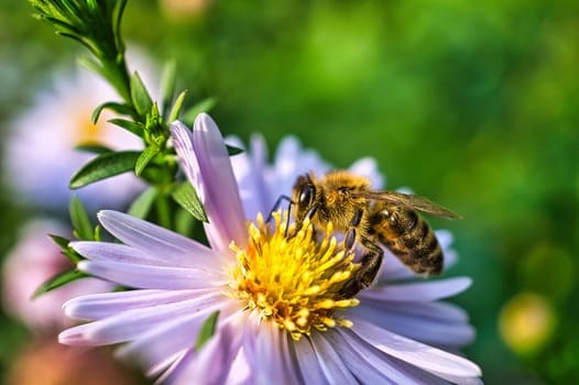 Bee collecting nectar on a dandelion flower macro. On a meadow in the garden. Macro shot. Insects photo