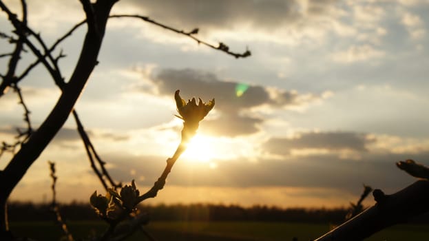 Bare young tree through which sun rays shine, with overcast sky. Evening romantic light mood