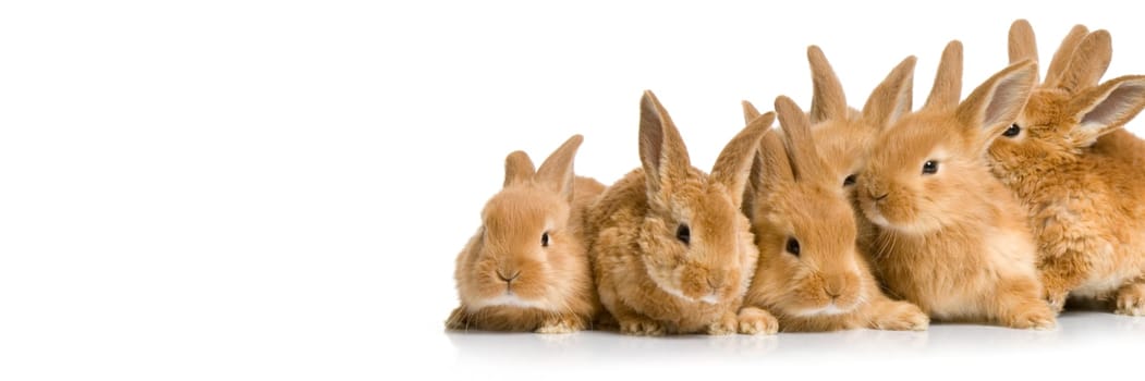 Scared group of bunnies in front of a white background