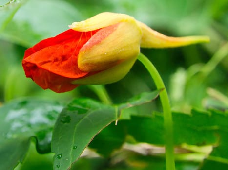 Nasturtium in orange flower on the bush in the garden. Spice for salads in the kitchen. Nature photo