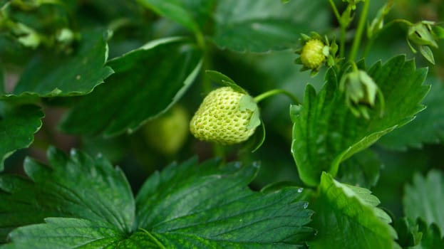 Strawberry plant with green strawberry in the garden. Fruit not yet ripe. Plant photo from nature