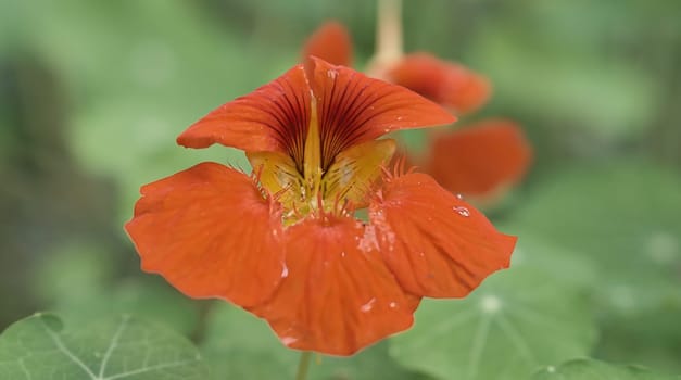 Nasturtium in orange on the bush with dew drops on the flower. Spice for salads in the chick. Nature photo