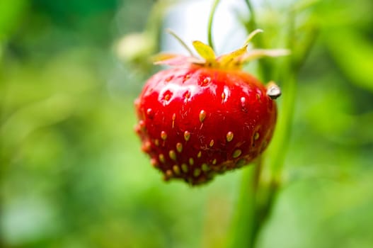 Strawberry exposed hanging from the bush in the garden. Fruit with a lot of vitamins. Nature photo