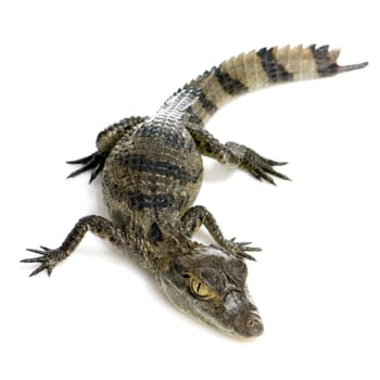 young Spectacled Caiman devant un fond blanc