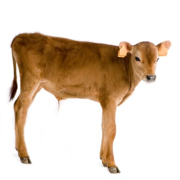 Jersiaise calf in front of a white background