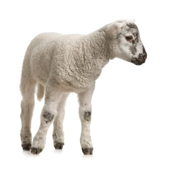 Lamb standing up, isolated on a white background