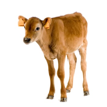 Jersiaise calf in front of a white background