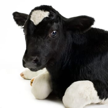 calf in front of a white background