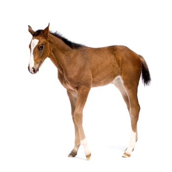 Foa in front of a white background