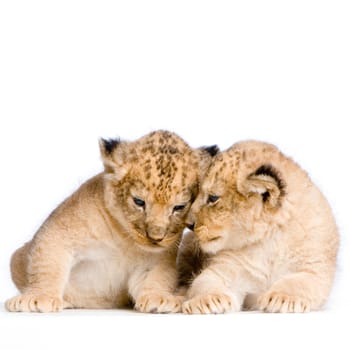 two Lion Cubs  (3 weeks) in front of a white background. All my pictures are taken in a photo studio.