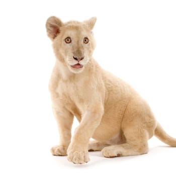 studio shot of a white Lion Cub  (5 months) in front of a white background.