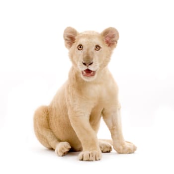 studio shot of a white Lion Cub  (5 months) in front of a white background.
