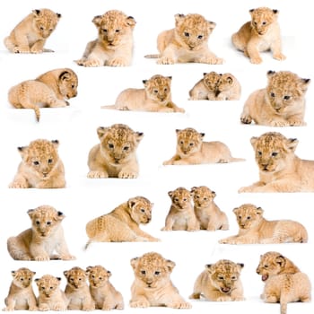 20 studio Shots of Lion Cubs in different positions, isolated on a white background. All my pictures are taken in a photo studio.