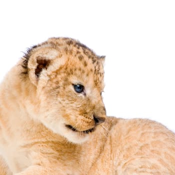 Lion Cub (3 weeks) lying down in front of a white background. All my pictures are taken in a photo studio.