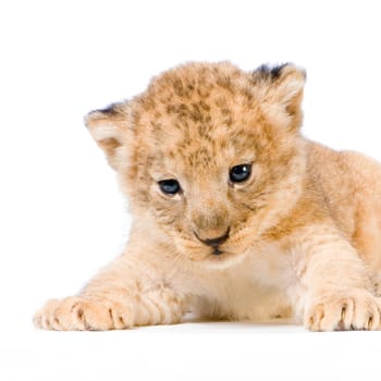 Lion Cub lying down in front of a white background. All my pictures are taken in a photo studio.
