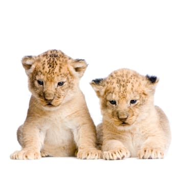 two Lion Cubs  (3 weeks) in front of a white background. All my pictures are taken in a photo studio.