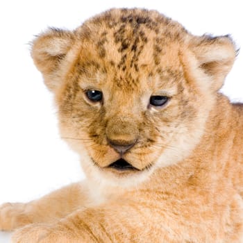 close-up on a Lion Cub (3 weeks) in front of a white background. All my pictures are taken in a photo studio.