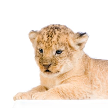 Lion Cub (3 weeks) lying down in front of a white background. All my pictures are taken in a photo studio.