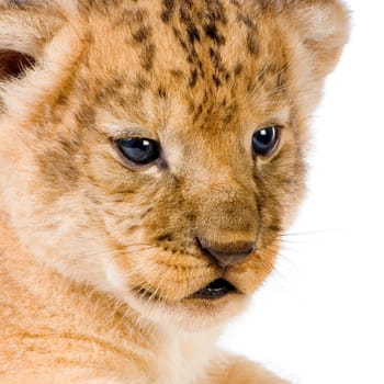 close-up on a Lion Cub (3 weeks) in front of a white background. All my pictures are taken in a photo studio.