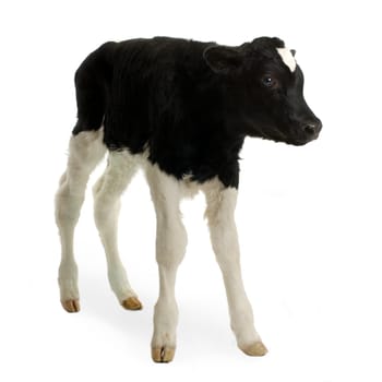 calf in front of a white background