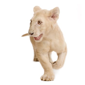 studio shot of a white Lion Cub  (5 months) in front of a white background.