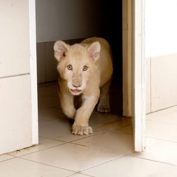 studio shot of a white Lion Cub  (5 months) in front of a white background.