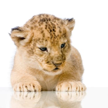 Lion Cub  (3 weeks) lying down in front of a white background. All my pictures are taken in a photo studio.