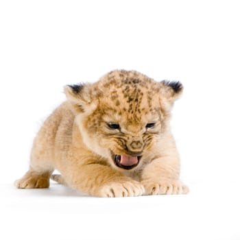Lion Cub (3 weeks) lying down in front of a white background. All my pictures are taken in a photo studio.