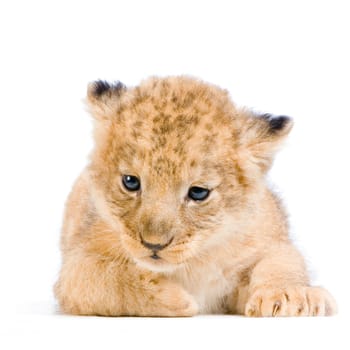 Lion Cub lying down in front of a white background. All my pictures are taken in a photo studio.