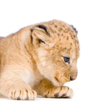 Lion Cub  (3 weeks) lying down in front of a white background. All my pictures are taken in a photo studio.