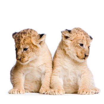 two Lion Cubs  (3 weeks) in front of a white background. All my pictures are taken in a photo studio.