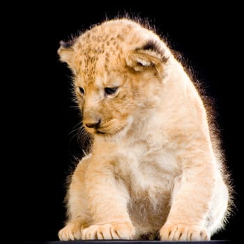 Lion Cub (3 weeks) sitting in front of a balck background. All my pictures are taken in a photo studio.