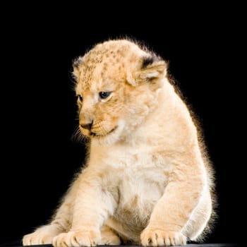 Lion Cub (3 weeks) sitting in front of a balck background. All my pictures are taken in a photo studio.