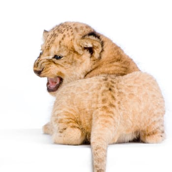 Lion Cub  (3 weeks) lying down in front of a white background. All my pictures are taken in a photo studio.