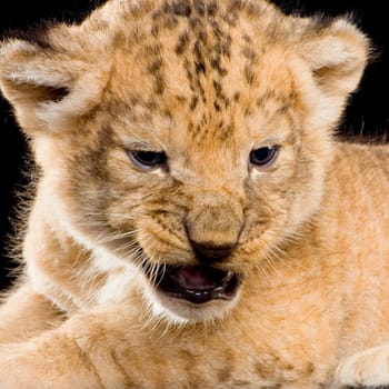 Lion Cub in front of a black background. All my pictures are taken in a photo studio.