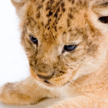 close-up on a Lion Cub (3 weeks) in front of a white background. All my pictures are taken in a photo studio.