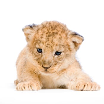 Lion Cub  (3 weeks) lying down in front of a white background. All my pictures are taken in a photo studio.